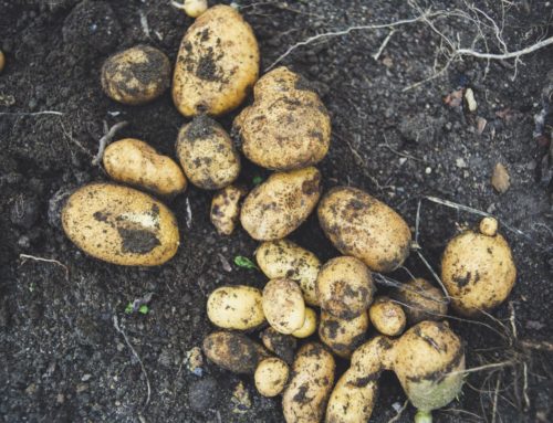 Kartoffeln im Eimer pflanzen:  So klappt’s auf dem Balkon oder in der Wohnung