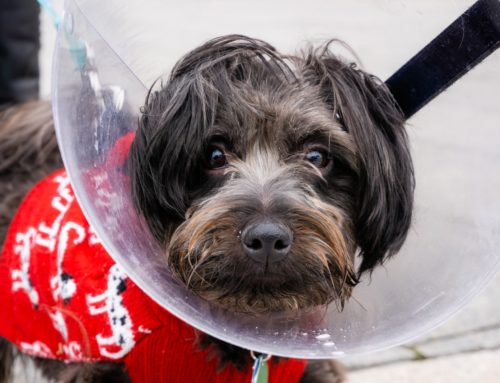 DIY Halskrause für Hund selber machen